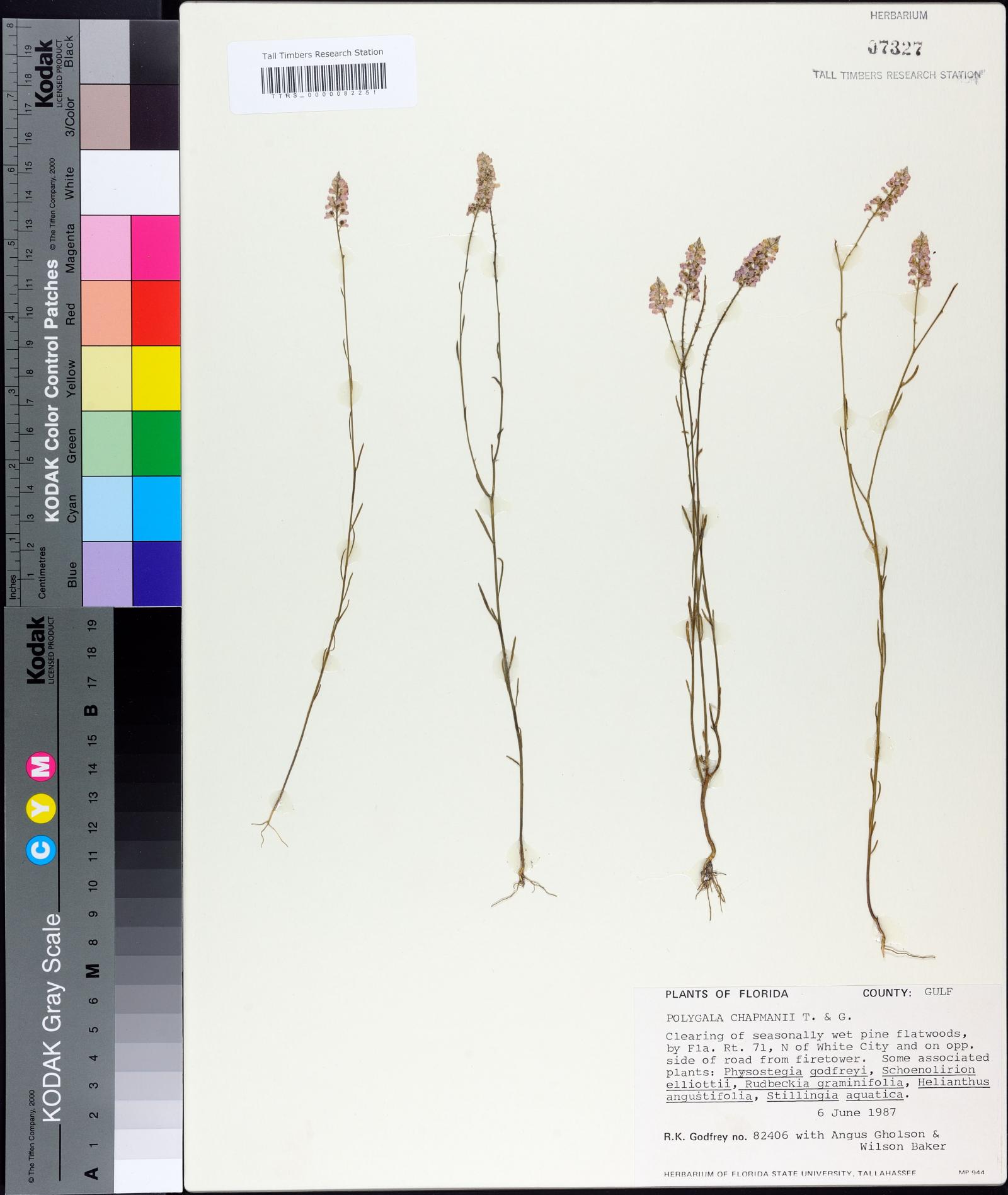 Polygala chapmanii image