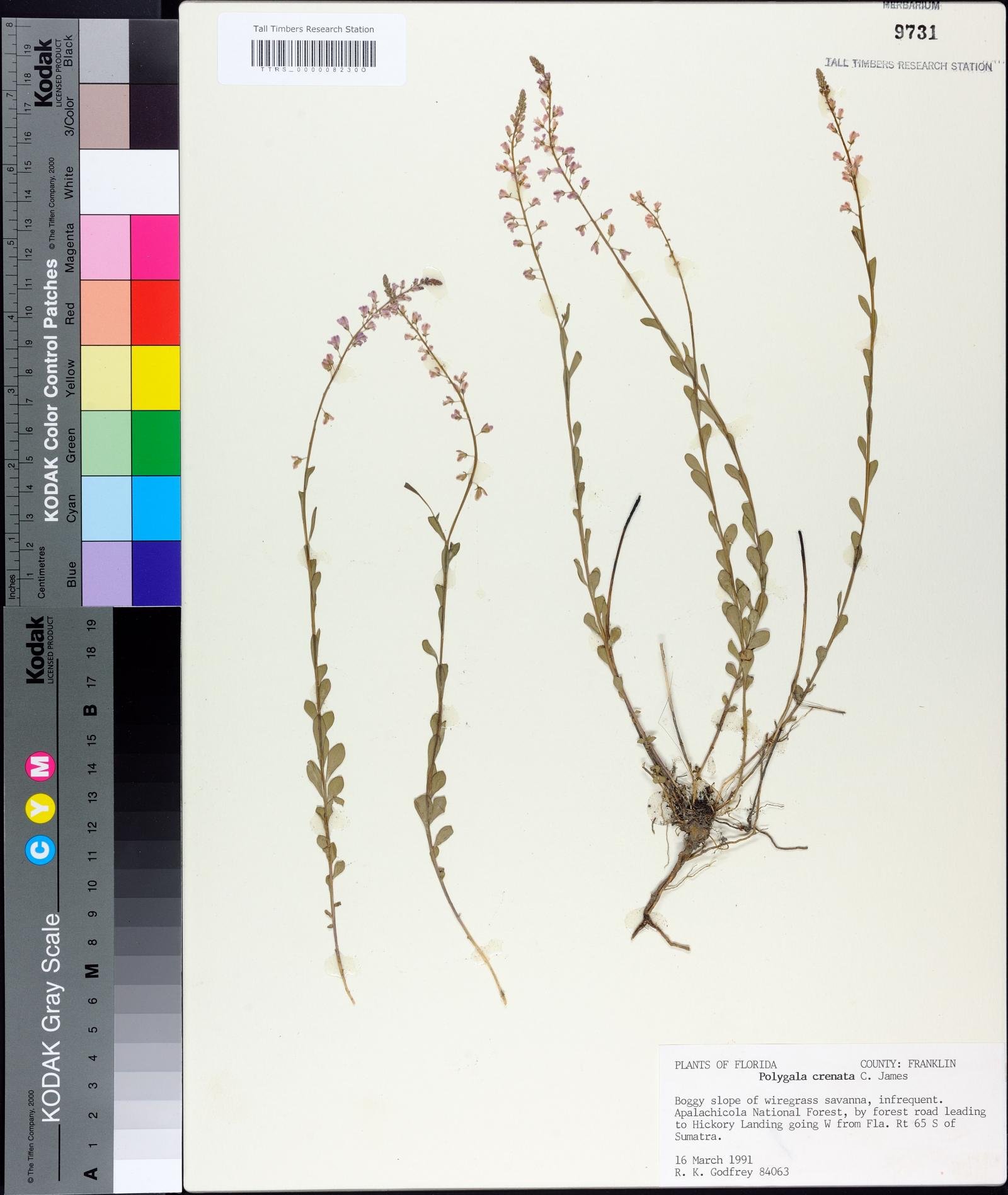 Polygala crenata image