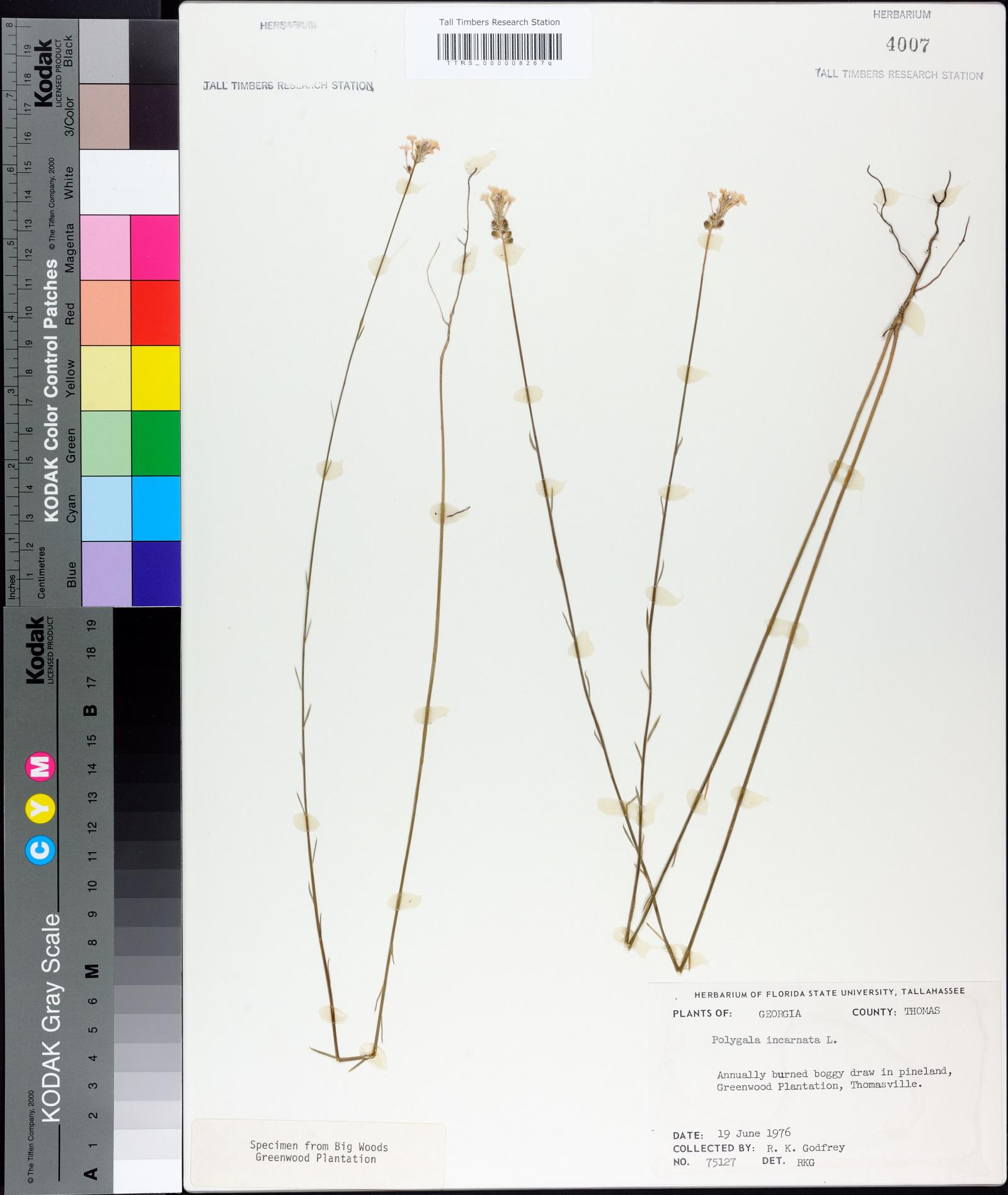 Polygala incarnata image