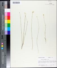 Polygala setacea image