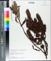 Rumex verticillatus image