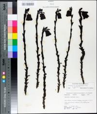 Monotropa uniflora image