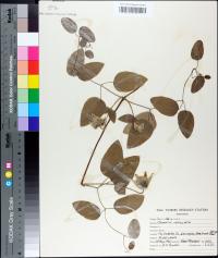 Clematis reticulata image