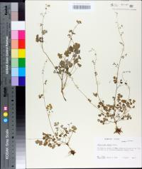 Thalictrum debile image