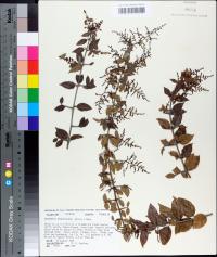 Sageretia minutiflora image