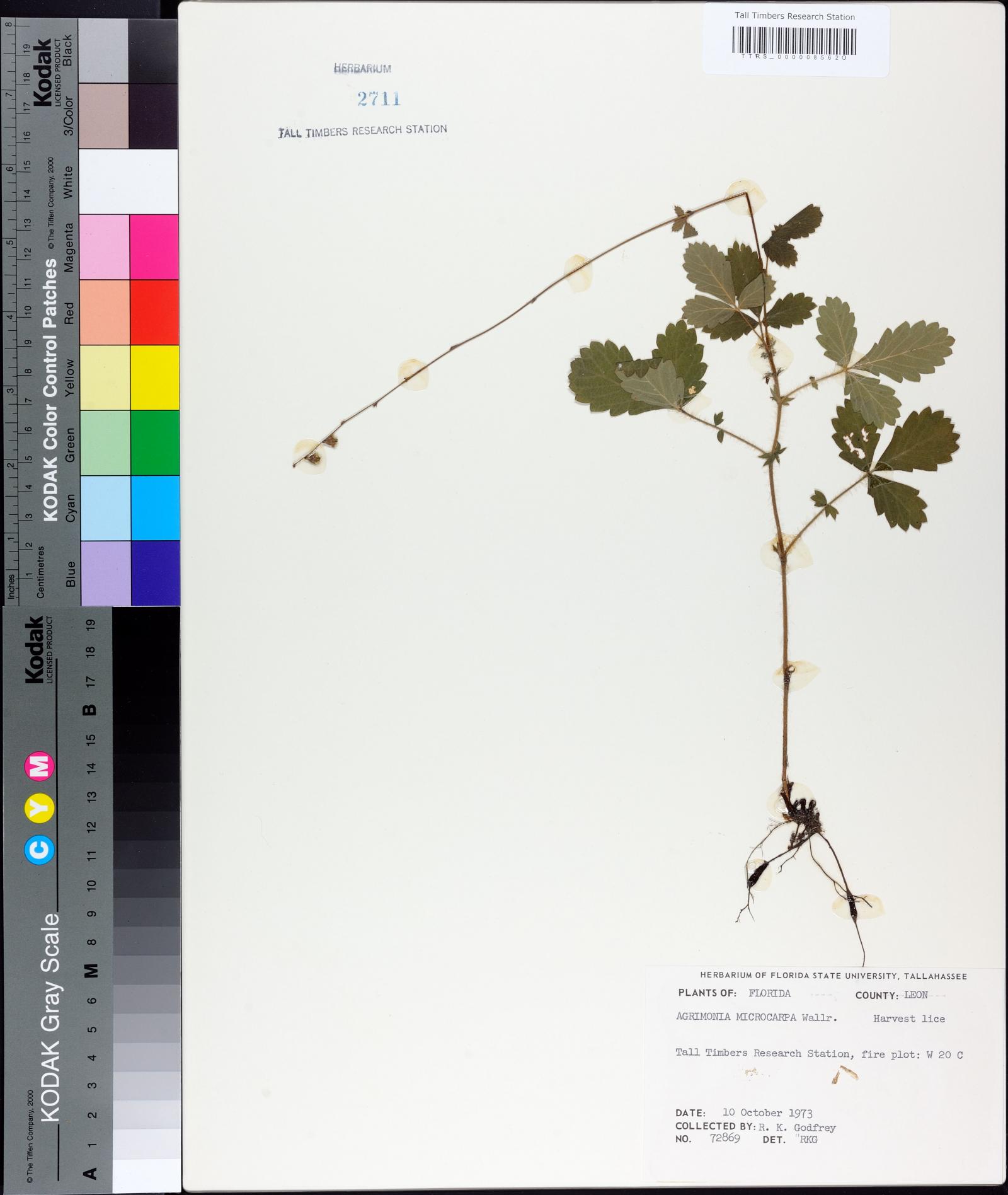 Agrimonia microcarpa image