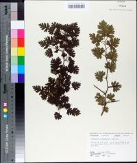 Crataegus marshallii image