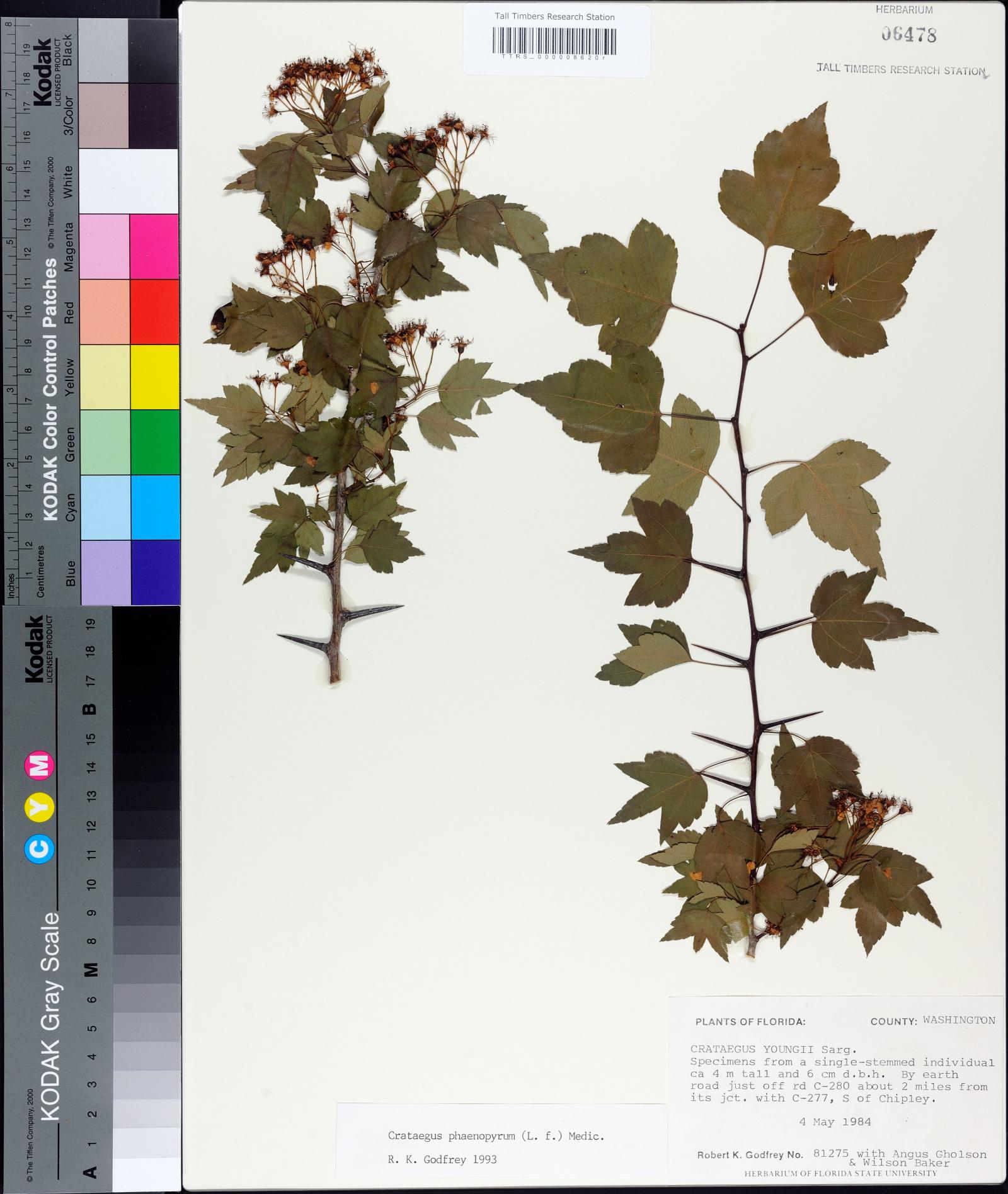 Crataegus phaenopyrum image