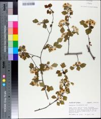 Crataegus pulcherrima image