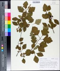 Crataegus pulcherrima image