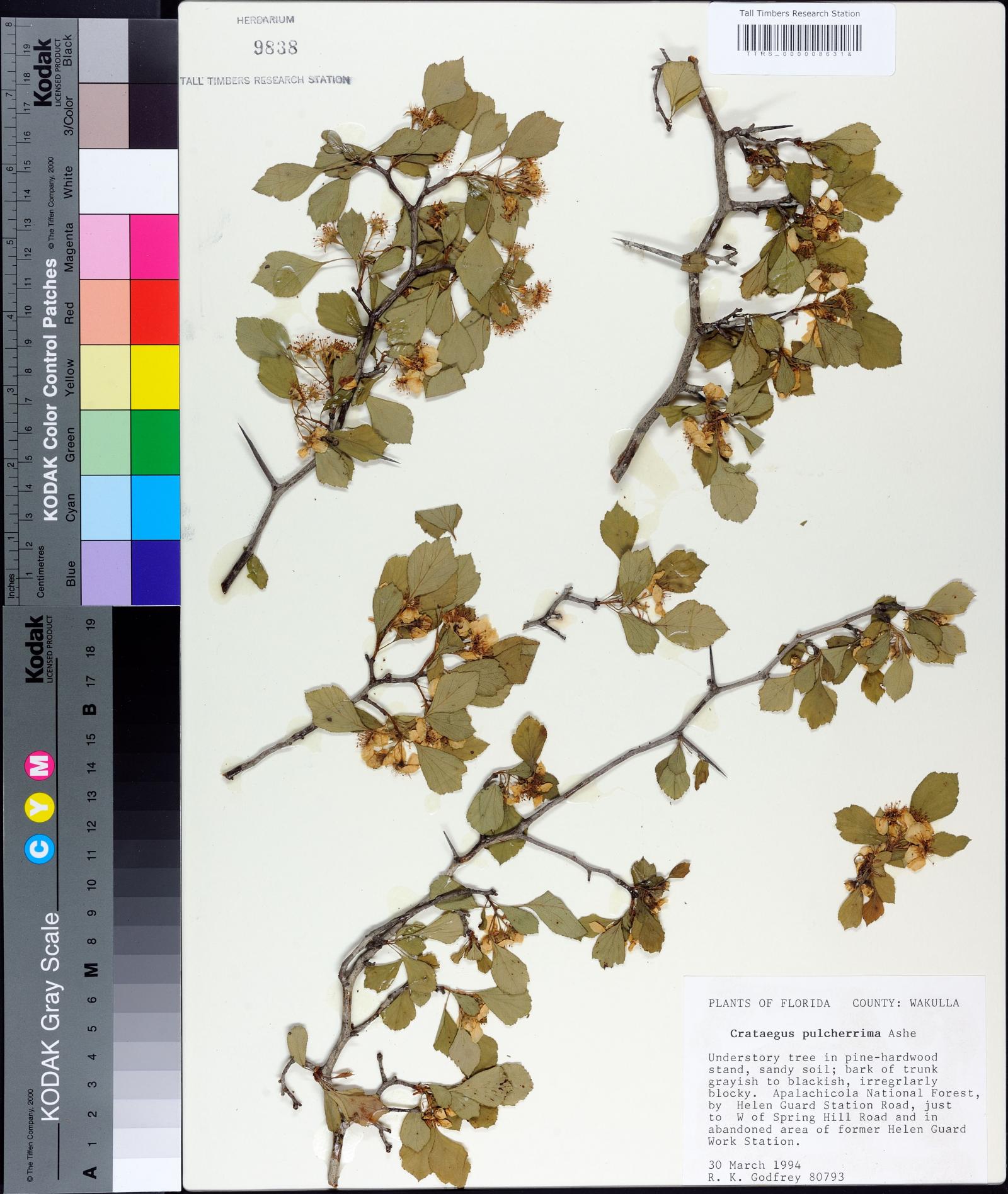 Crataegus pulcherrima image