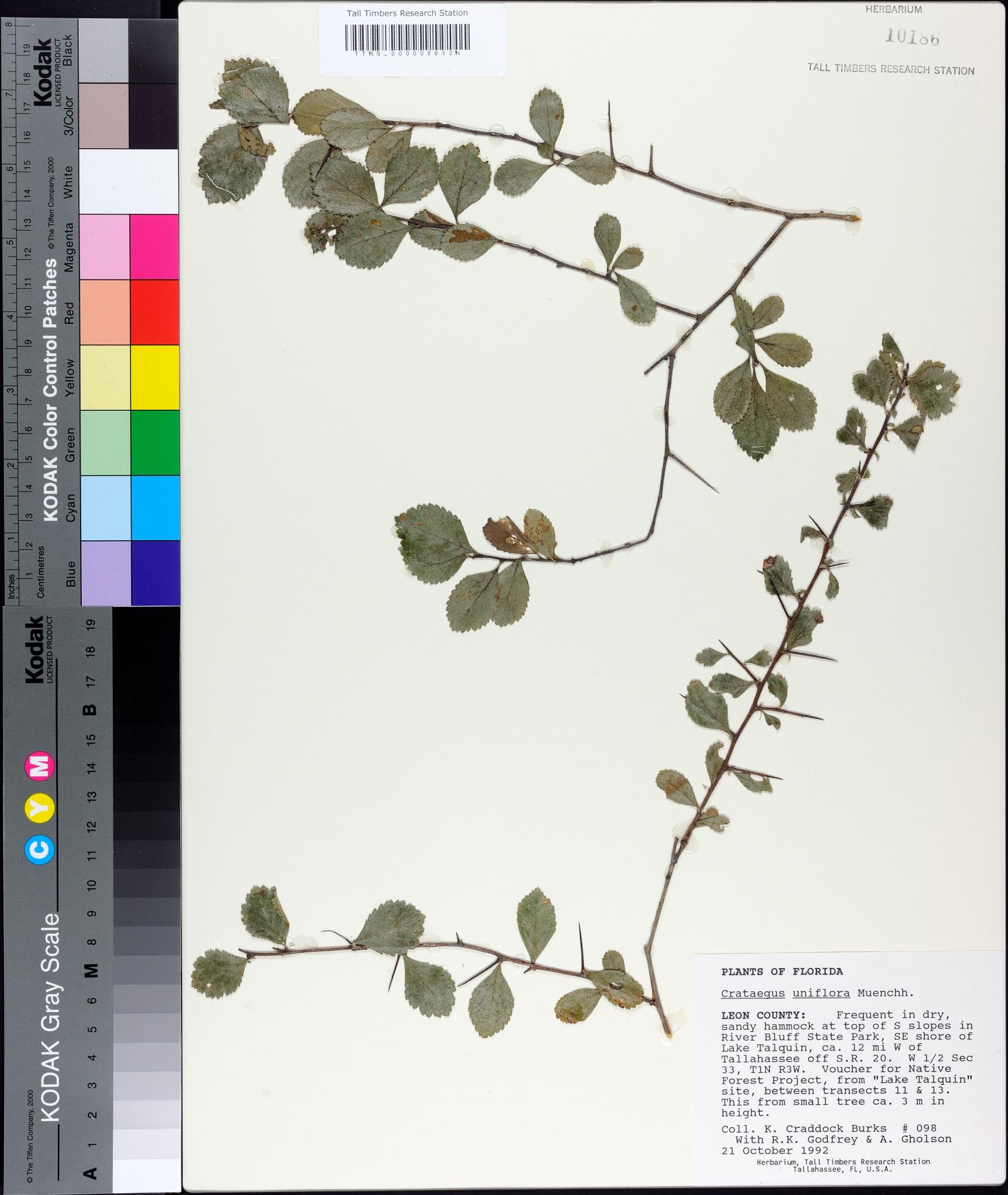 Crataegus uniflora image