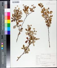 Rubus cuneifolius image