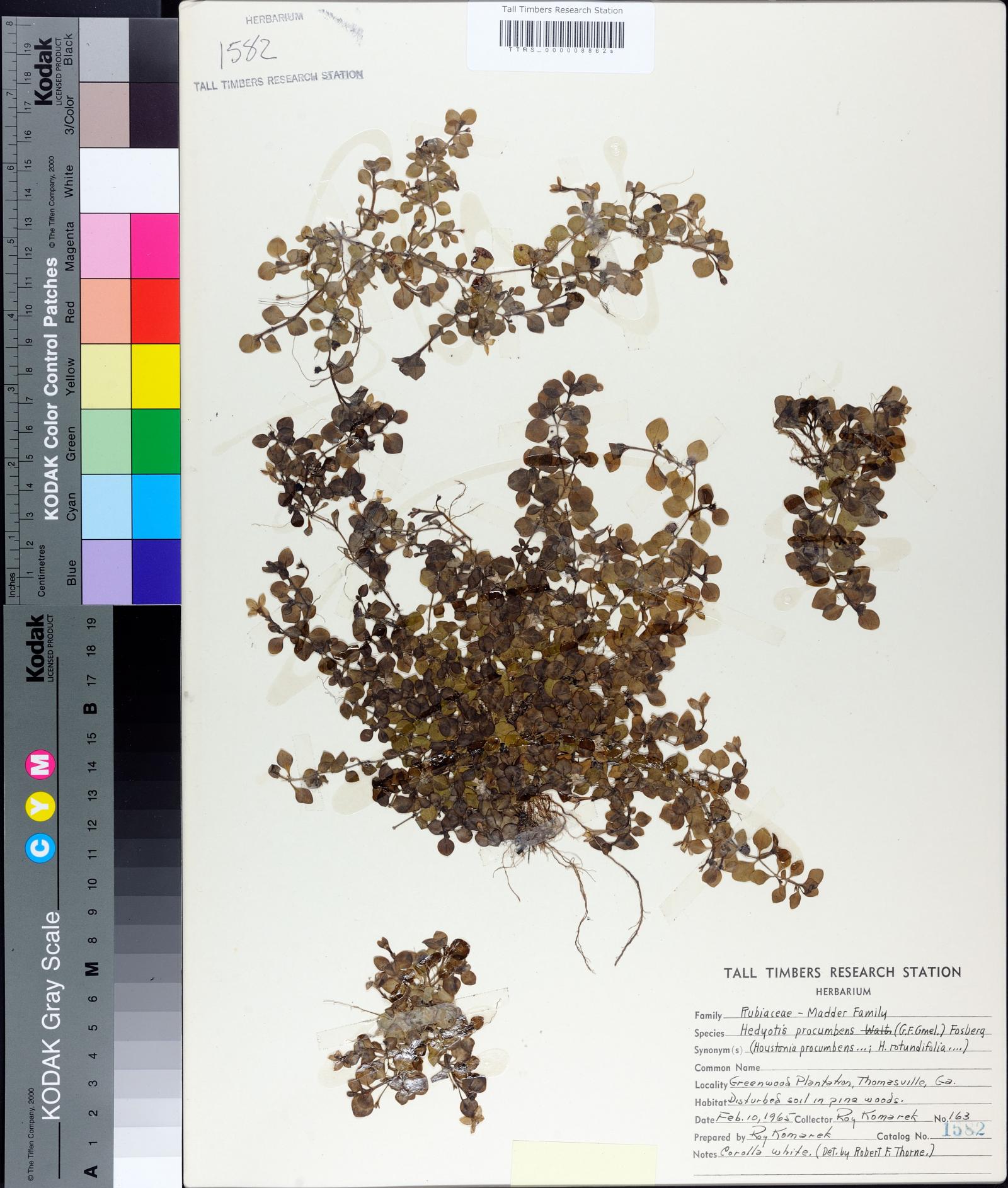 Houstonia procumbens image