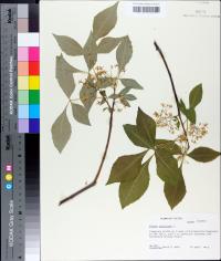 Ptelea trifoliata image