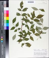 Zanthoxylum americanum image