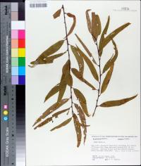 Salix nigra image