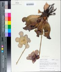 Sarracenia rosea image