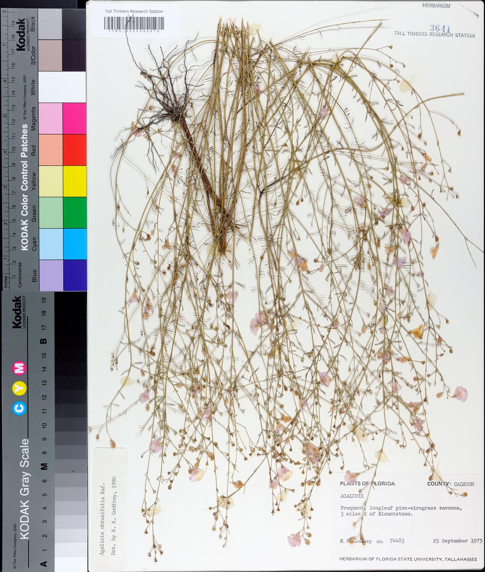 Agalinis obtusifolia image