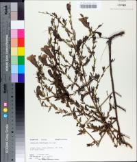 Aureolaria pedicularia var. pectinata image