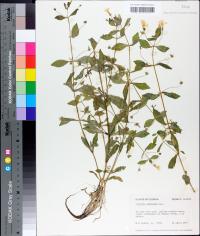 Gratiola floridana image