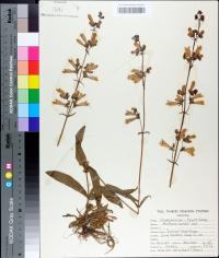 Penstemon australis image