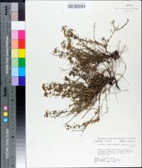 Scoparia montevidensis image