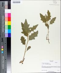 Solanum carolinense var. floridanum image
