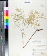 Solanum elaeagnifolium image