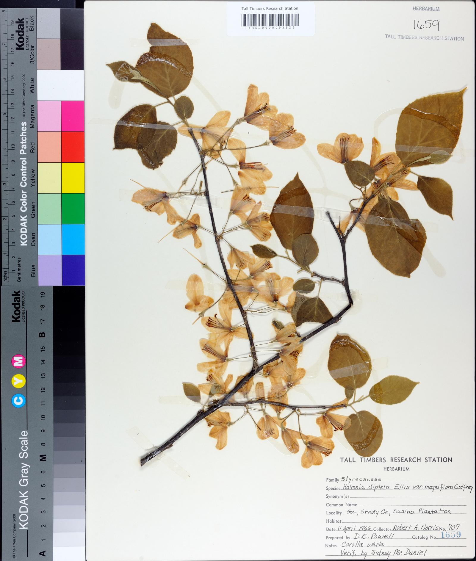 Halesia diptera var. magniflora image