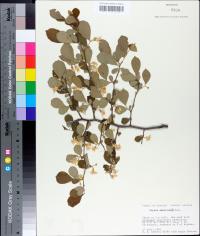 Styrax americanus image