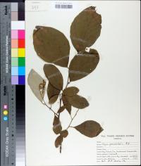 Styrax grandifolius image