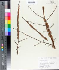 Ulmus alata image