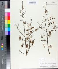 Ulmus alata image