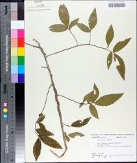 Ulmus alata image