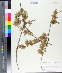 Ulmus americana image