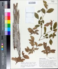 Ulmus crassifolia image