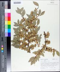 Ulmus parvifolia image