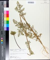 Daucus pusillus image