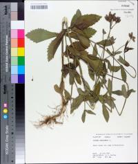 Verbena bonariensis image