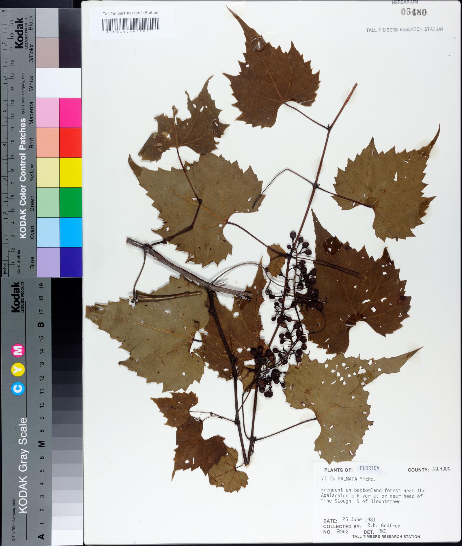 Vitis palmata image