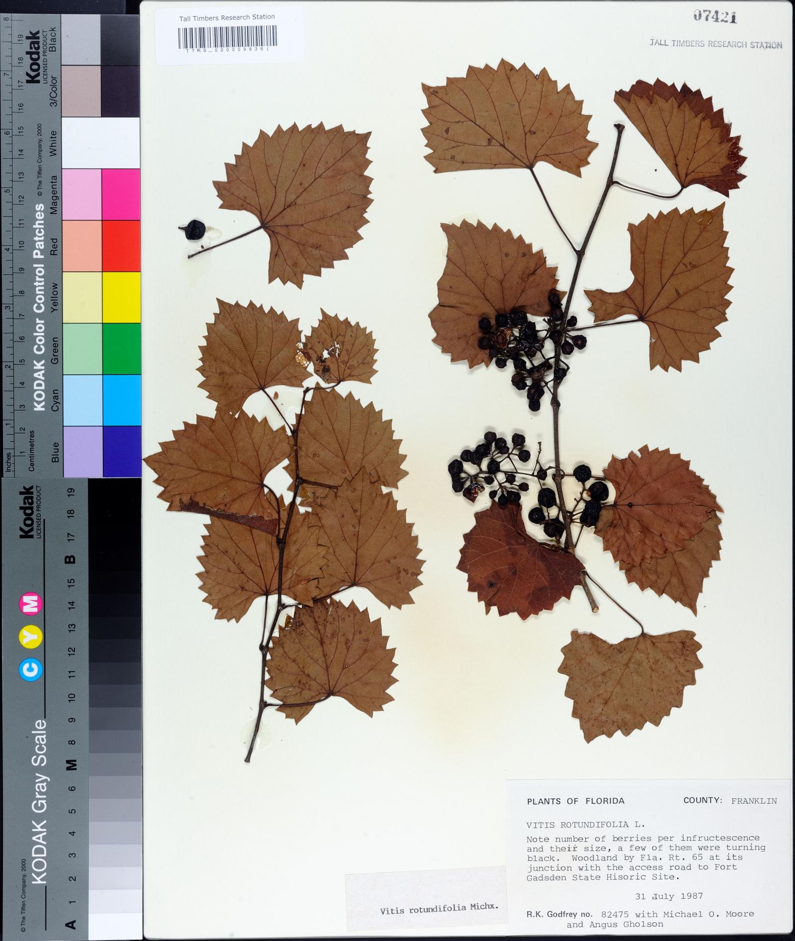 Vitis rotundifolia image