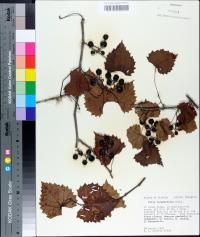 Vitis rotundifolia image