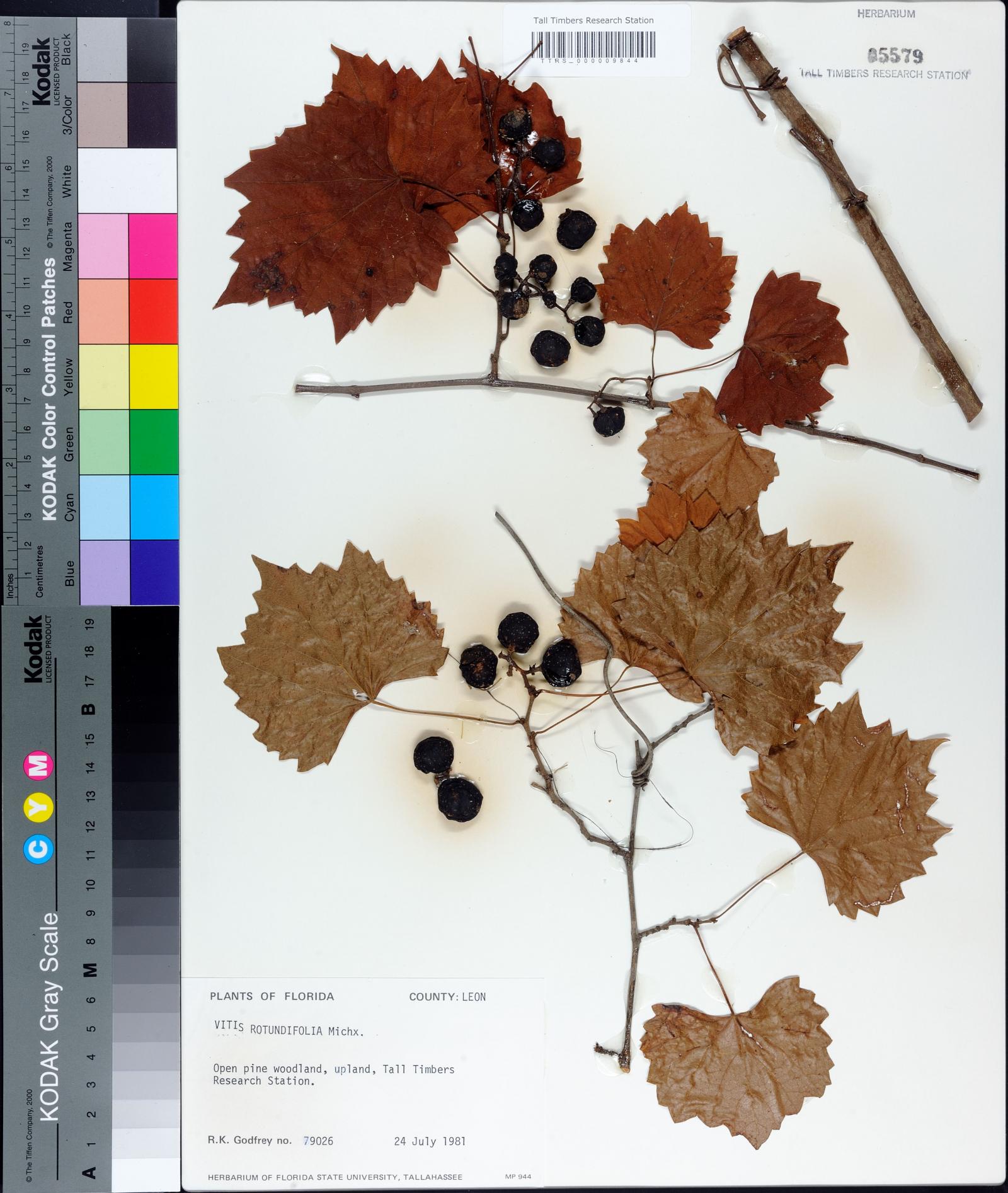 Vitis rotundifolia image