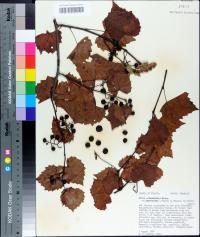 Vitis rotundifolia image