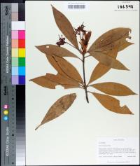 Illicium floridanum image