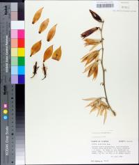 Yucca filamentosa image