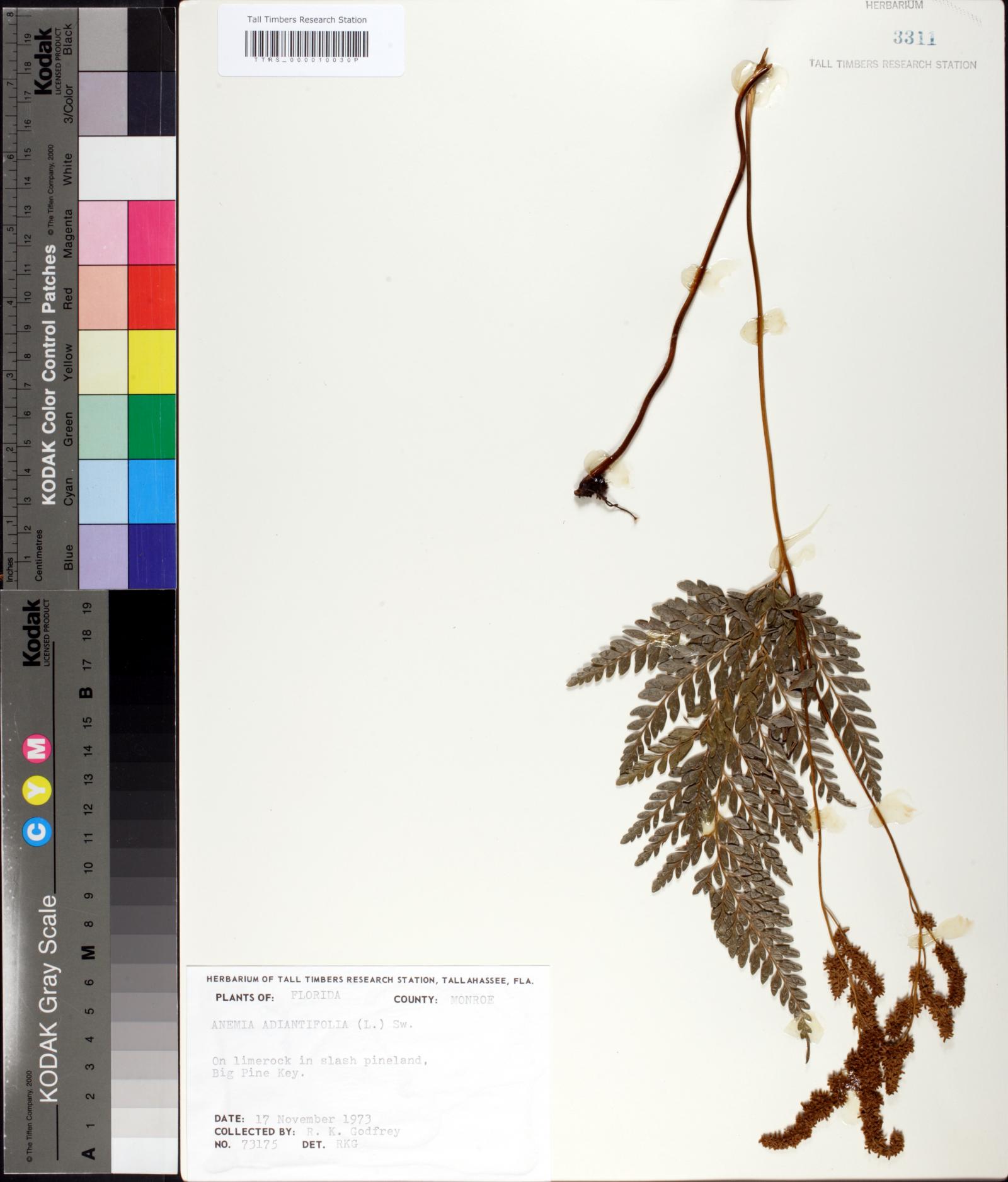 Salvinia image