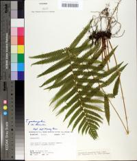 Thelypteris hispidula image