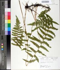 Thelypteris palustris var. pubescens image